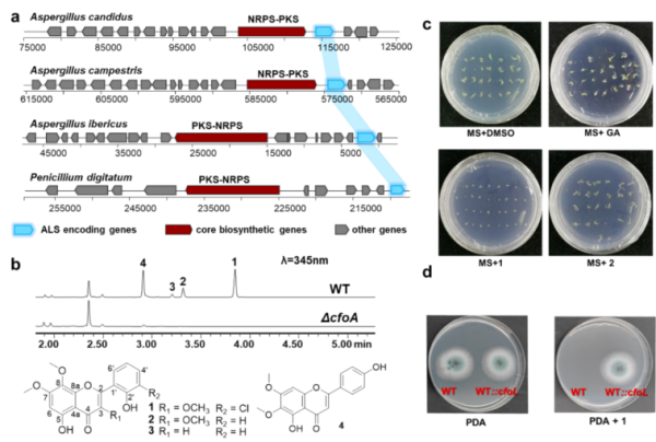 科研人员基于基因组靶向挖掘发现真菌黄酮生物合成新机制,科研人员基于基因组靶向发掘发现实菌黄酮生物合成新机造,PS,第2张