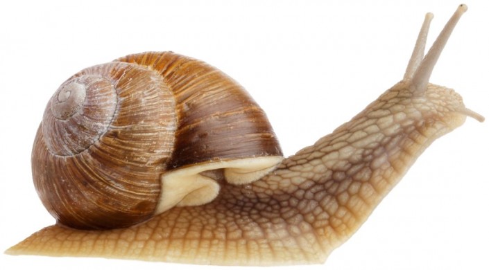 Photoshop制作梦幻森林里的童年蜗牛骑士图片合成教程  第2张