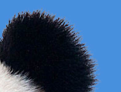 Photoshop合成密林中看报的熊猫人图片设计教程 第6张 Photoshop合成密林中看报的熊猫人图片设计教程 第6张