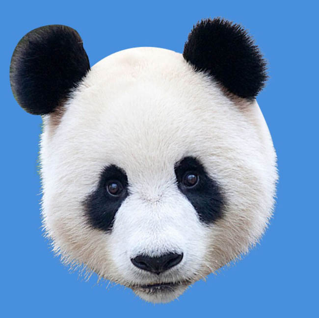 Photoshop合成密林中看报的熊猫人图片设计教程 第7张 Photoshop合成密林中看报的熊猫人图片设计教程 第7张