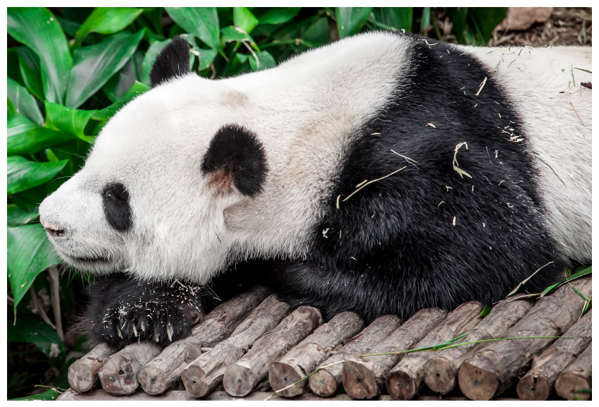 使用Photoshop合成创意的小女孩儿与大熊猫亲和场景图片  第7张