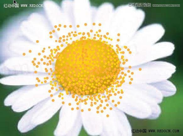 Illustrator绘制漂亮的白色雏菊效果 第8张 Illustrator绘制漂亮的白色雏菊效果 第8张