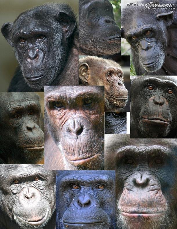 3ds Max制作逼真的黑猩猩教程  第2张